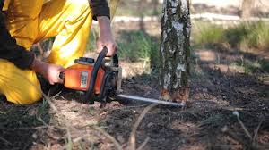 Best Emergency Tree Removal  in Citrus Park, AZ